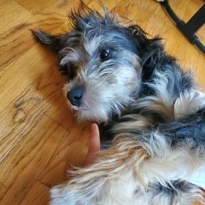 Meet your Posher, Caden